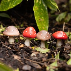 Set mit 4 Mini-Pilz-Pflanzgefäßen